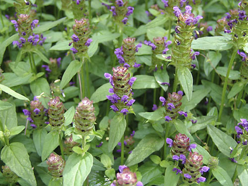 Self-Heal Prunella vulgaris